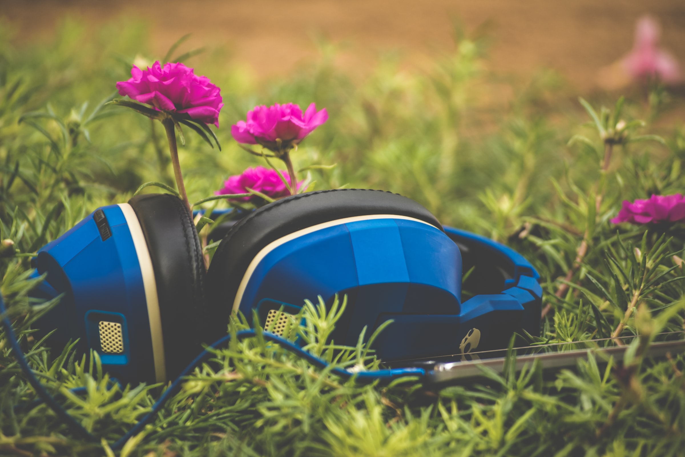 headphones lying in the grass with flowers